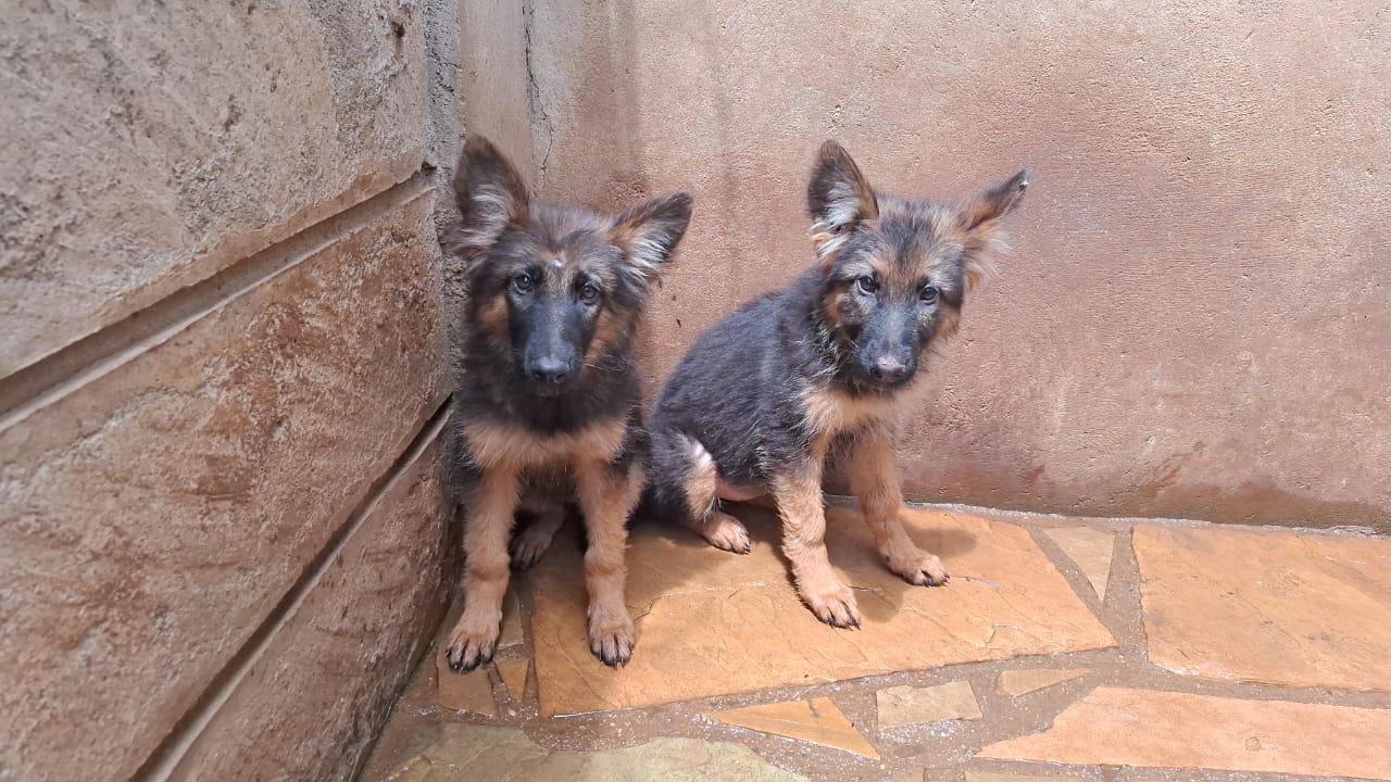 Breeding Image 1